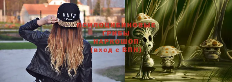 Псилоцибиновые грибы Psilocybe  Карачаевск 