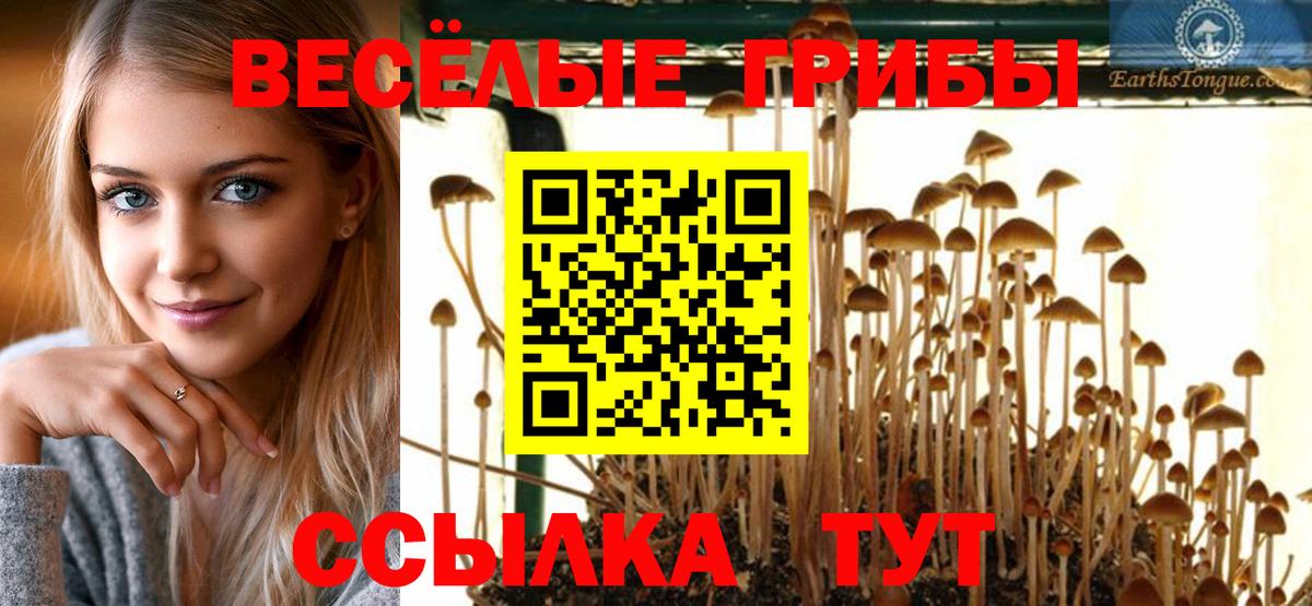 Галлюциногенные грибы Psilocybe Карачаевск